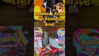 My Dog Chose My Pokémon Pack From Her Bowl 🐶What did she pull?￼ 😱 #pokemon #pokemoncards #pokémon