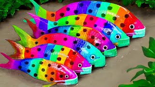 Stop Motion Amazing Daily Fishing Mud - Colorful Koi Fish Trap Hunting Eel Underground Experiment