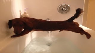 Dogs Just Don't Want To Bath - Dogs That Hate Bathing Compilation