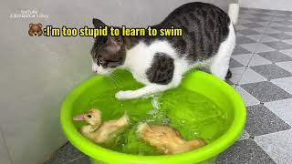 Funny cat learning duckling to swim!Cat wants to save duckling.🤣Cat worried about duckling drowning