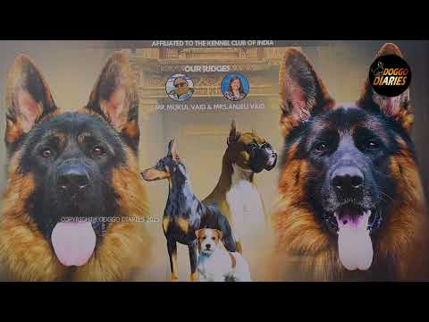Golden Retriever  Ring | Alwar Dog Show 2025 | Judge:Anjeli Vaid | Marker Wins BOB | Doggo Diaries