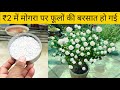 इस सफेद चीज से मोगरा फूलों से भर जाएगा F