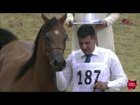 N 187 ASSAYLA AL SHAQAB   2019 Al Shaqab Arabian Horse Show Festival   Fillies 2 Years Old Class 3B
