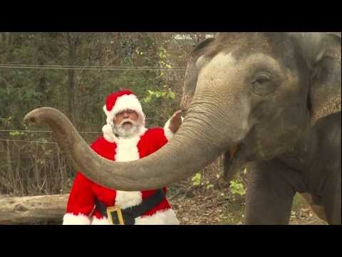 Santa Gives Animals Gifts - Cincinnati Zoo