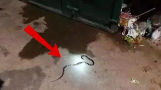 Rắn vào nhà CẮN NGƯỜI' một người cha, một người chồng không QUA KHỎI