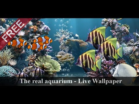 The real aquarium - LWP Video