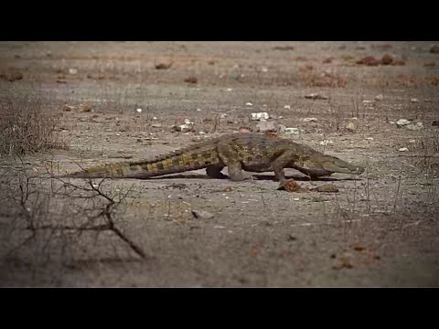 A Casual Crocodile Walking | Tau