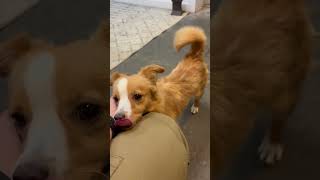 Video preview image #1 Australian Shepherd-Unknown Mix Puppy For Sale in Grafton, WI, USA