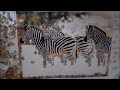 Zebra Puzzle Speed Build