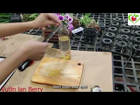 , title : 'Making bio preservative for orchids from kitchen ingredients - Làm GE gừng tỏi ớt cho hoa lan'
