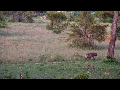 Hyena Finds Baby Impala Hiding In Bushes
