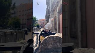 Sweet Dove sitting on Flip Flops 🕊️ #shorts