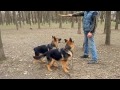 ЩЕНКИ на прогулке. German Shepherd puppy on a walk. Одесса ...