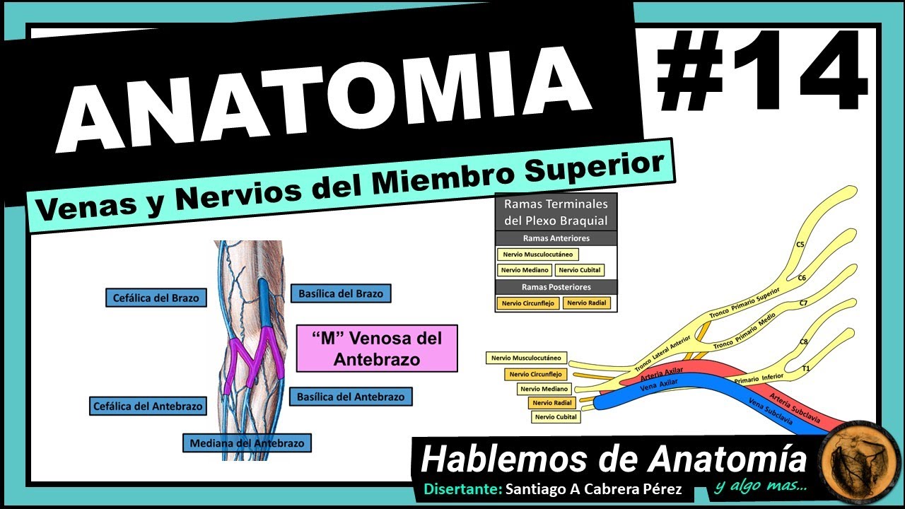 🔴 #14👉 ANATOMÍA 🟩 VENAS Y NERVIOS DEL MIEMBRO SUPERIOR 🟪