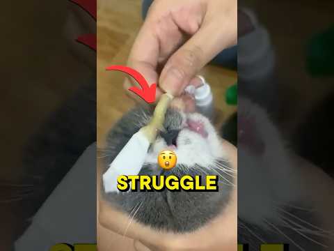 Why Your Cat's Breathing Needs Your Attention Now!