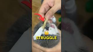 Why Your Cat's Breathing Needs Your Attention Now!