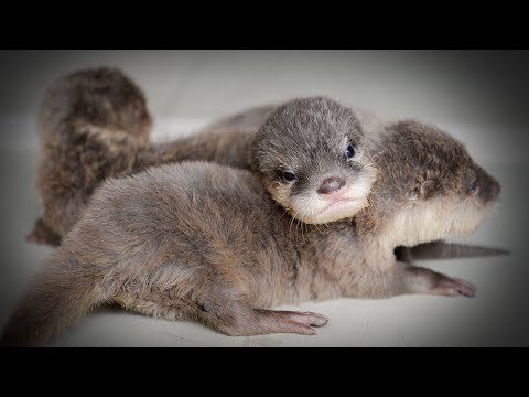 The Dark Side Of Otters