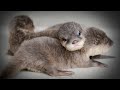 The Dark Side Of Otters