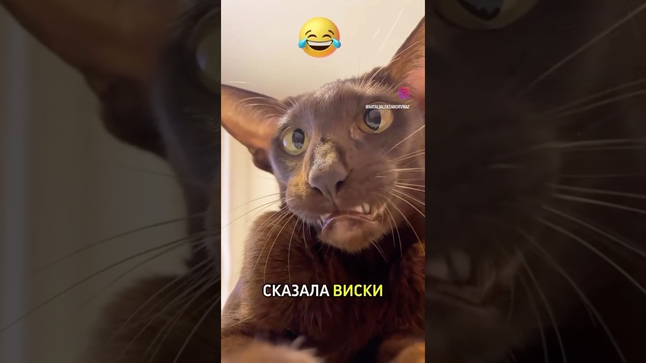 Запустить видео по клику - Как делать игры