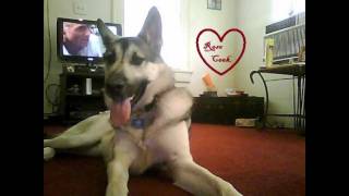 Pet Wolf 2011-2012- It's Only Me (Melissa Etheridge) {My Wolf Grimm}