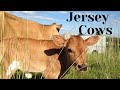 Jersey Cows - A Quick Look