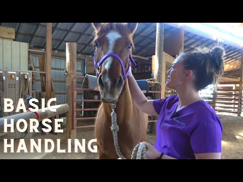 Dr. Sara May, Allergy and Immunology