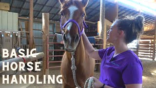 Thumbnail for Basic Horse Handling video