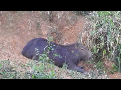Capivara  - Registro em  Hotel  Fazenda Vale de Santa Fé - Piraí -Rj