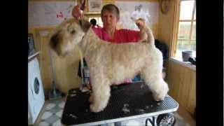 preview picture of video 'Soft-Coated Wheaten Terrier trimming with clippers'