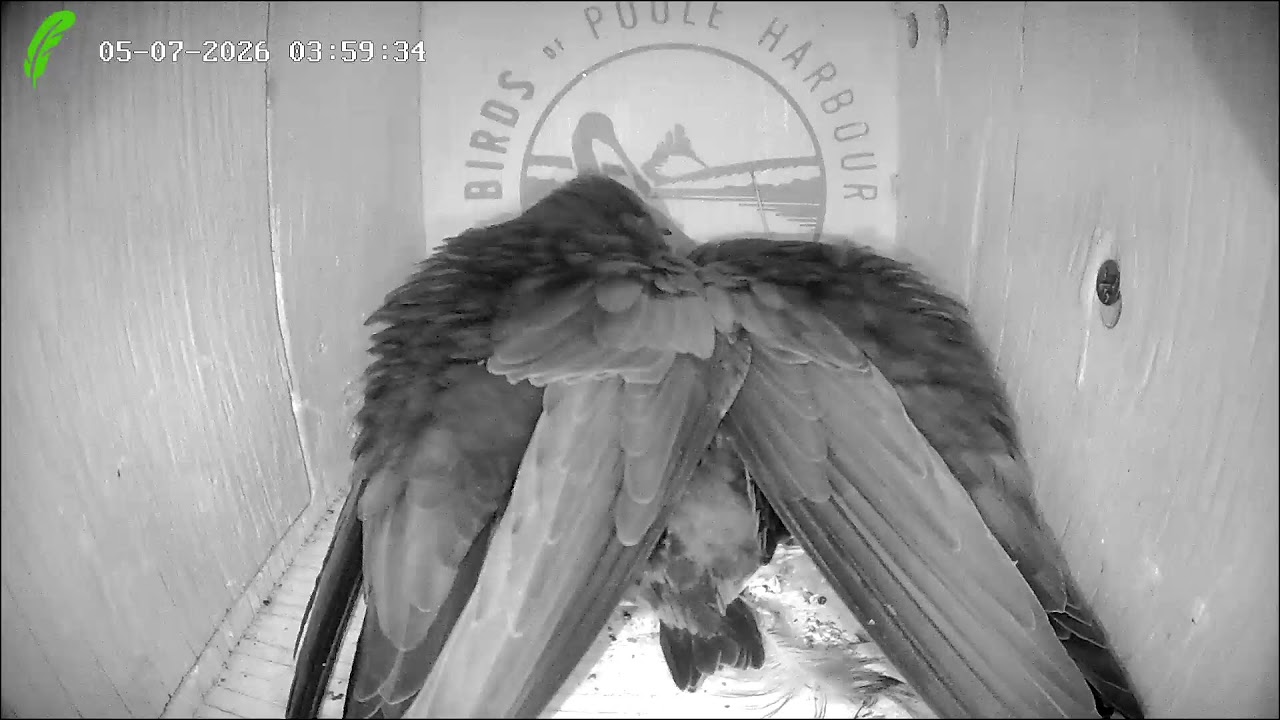 Live webcam view of Nido de Vencejos en Directo