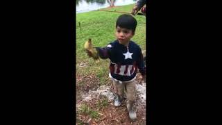 Hawk snatches up duckling after child sets it free