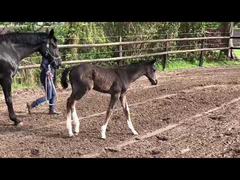 Hengstfohlen Fürst Belissaro x Rotspon