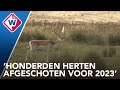 Damhertenbeheer in duinen bij De Zilk begint zijn vruchten af te werpen - OMROEP WEST