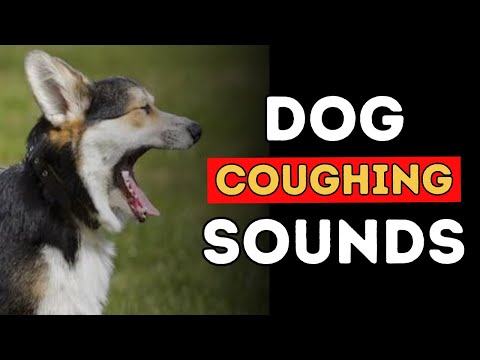 6 распространенных причин кашля у собак YouTube