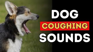 Dog Coughing Sounds: Kennel Cough, Heart Disease, Bronchitis, Tracheal Collapse
