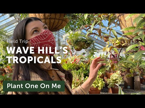 Tour WAVE HILL'S TROPICAL Greenhouse — Ep 215