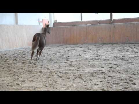 Oldenburger Stutfohlen von Danciano / Hofrat,