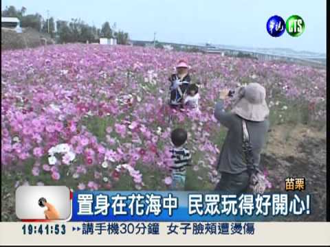 波斯菊盛開! 休耕農地如仙境