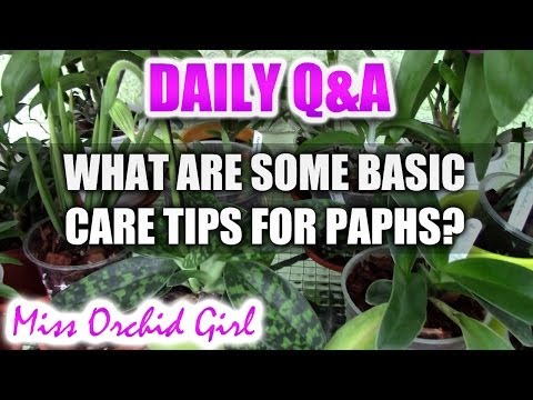 Q&A - What are some basic care tips for Paphiopedilum Orchids?