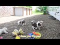 Lhasapoo dogs for sale: Oreo - Video 1