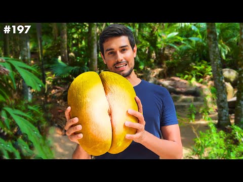 This is World's Biggest Nut! (Only found on Rare African Island)