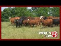 Trump S Idea For More Argentinian Beef Imports Sparks Backlash In Indiana