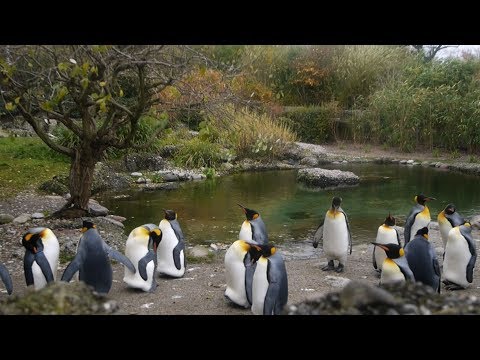 Prelude of the Moving Zoo – trailer | IFFR 2020