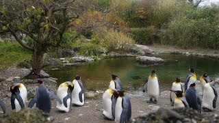 Prelude of the Moving Zoo – trailer | IFFR 2020