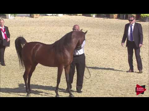 N.88 DIAB - 2019 Qatar International show - Colts 3 Years Old (Class 6)