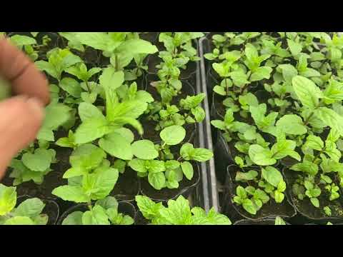 ペパーミント 植物