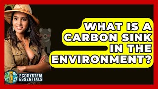 What Is A Carbon Sink In The Environment? - Ecosystem Essentials