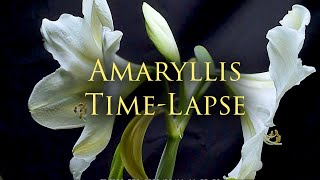 Amaryllis Flowering Time-Lapse | Random Video Thursday's