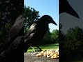 Starling is a bit intimidated by the grackle
