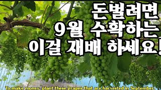 9월 수확해야 돈 법니다! To make money, plant these grapes that are ha…